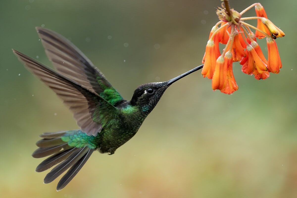 hummingbird-in-costa-rica-2021-08-29-11-14-04-utc