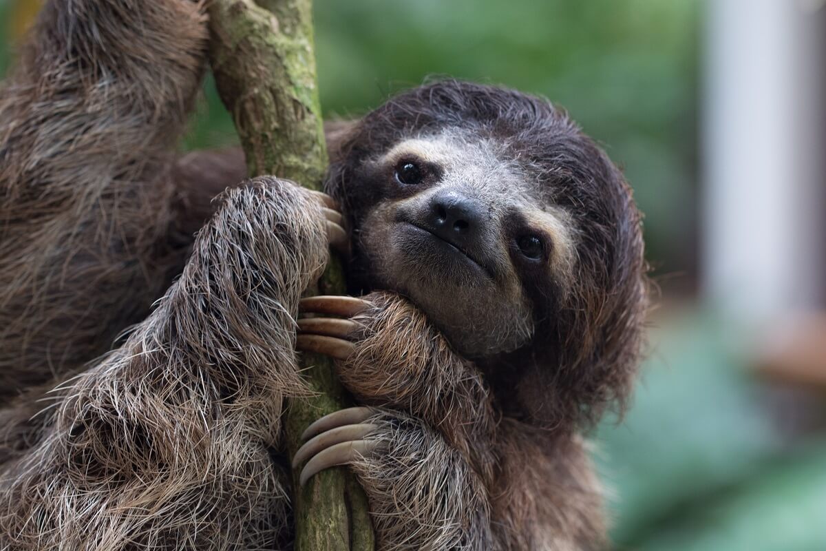 sloth-bear-hanging-in-our-garden-in-costa-rica-2021-09-01-15-05-16-utc